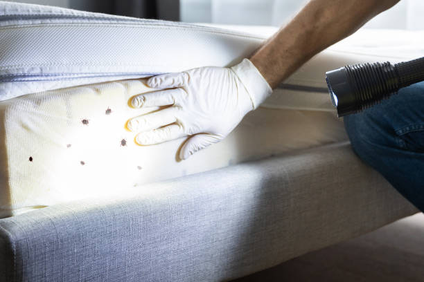 Best Rat Extermination Near Me  in Sultana, CA