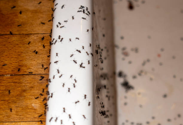 Best Commercial Pest Control Services  in Sultana, CA