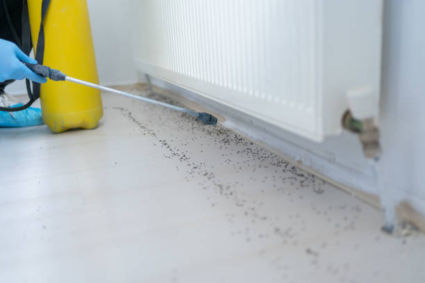 Best Local Pest Control Services  in Sultana, CA